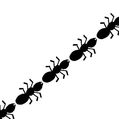 Ants